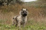 CAIRN TERRIER 617